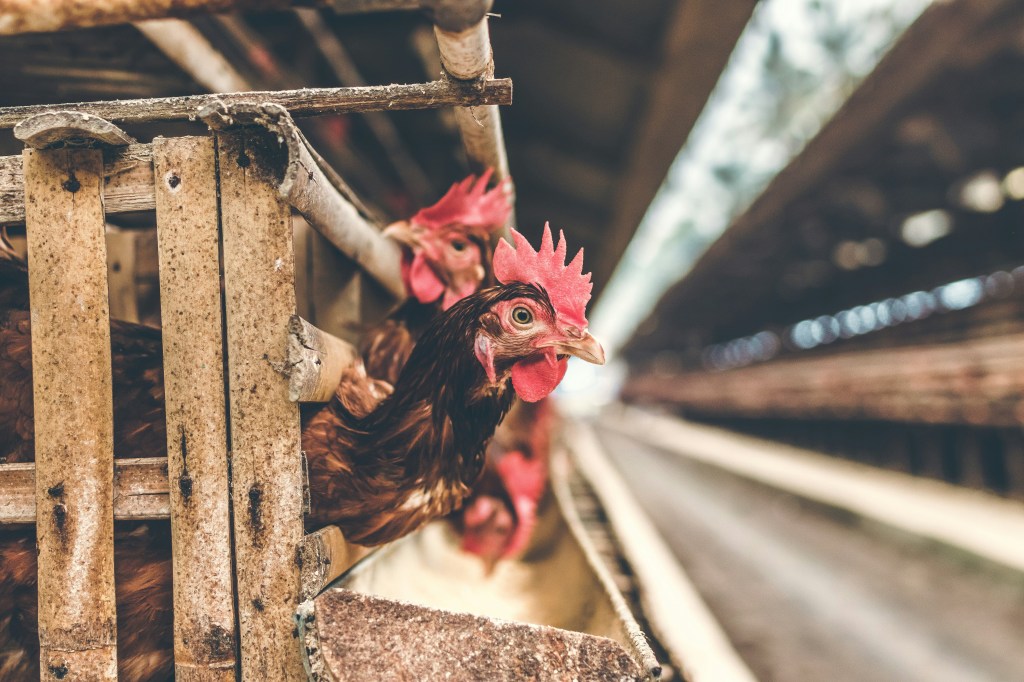 How the healthiest meat ends up at the grocery&nbsp;store