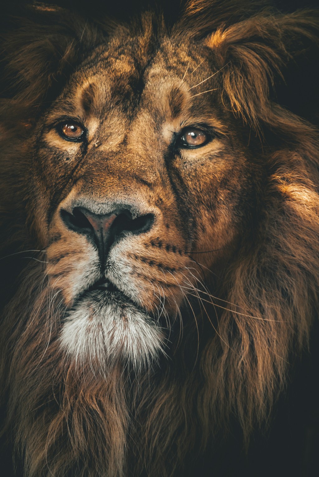 You are not a&nbsp;Lion